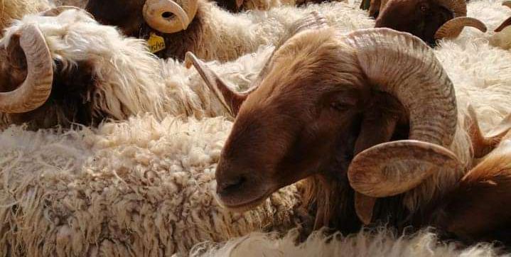 مليون رأس هو خصاص المغرب من الأغنام خلال عيد الأضحى