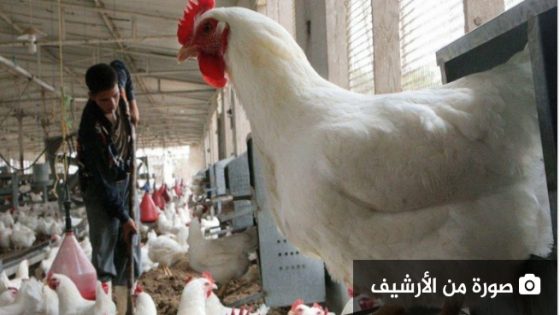 تراجع الطلب يخفض أسعار الدجاج بالمغرب