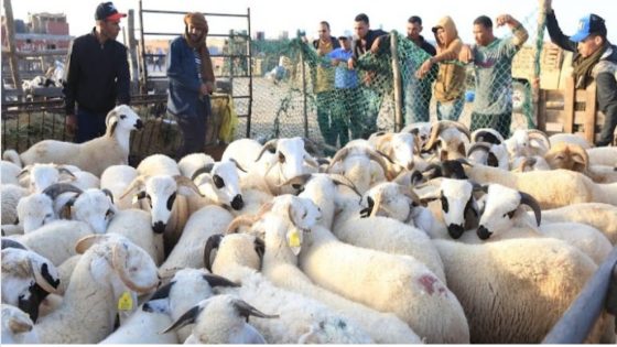 استطلاع رأي الحياة اليومية: 81 في المئة من المغاربة غير قادرين على شراء كبش العيد