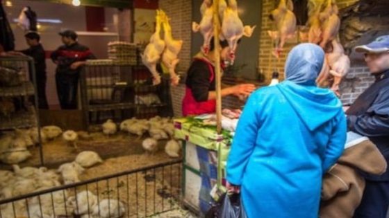 تغييرات هامة في اسعار الدجاج في المغرب