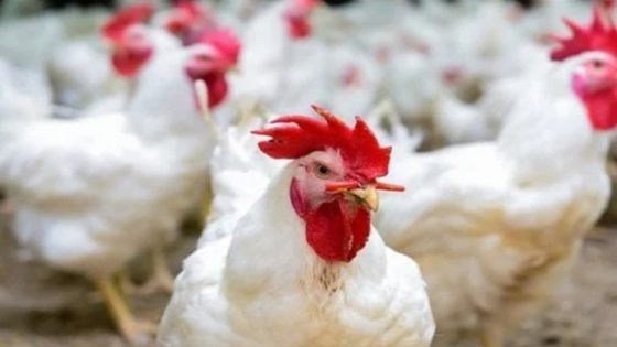 هبوط جديد فى أسعار الدواجن اليوم.. وهذا ثمن الكيلو الآن