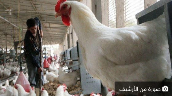ارتفاع أسعار الدجاج لأثمنة قياسية