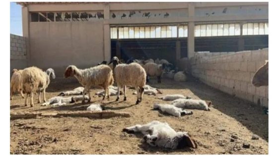 نفوق رؤوس مواشي بسبب مرض غامض يهدد سكان دوار آيت مرگن بإقليم الحوز