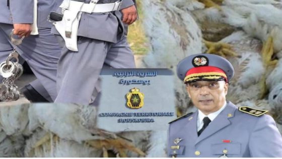 المركز القضائي بسرية الدرك بوسكورة يحجز دجاجا نافقا موجها للاستهلاك في حفلات الأعراس