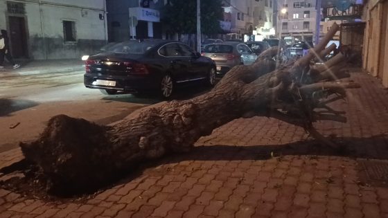 سقوط شجرة بشارع شنقيط بالسماعلة بسبب الرياح القوية يتسبب في عرقلة المرور