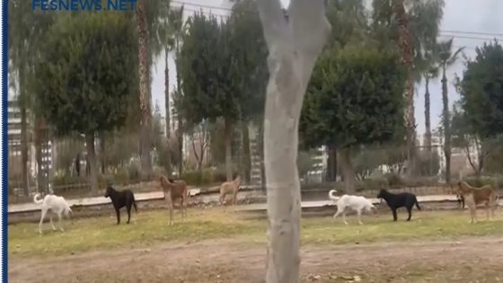الكلاب الضالة بالمغرب.. قانون جديد يغيّر قواعد التعامل معها وعقوبات تصل إلى 300 ألف درهم